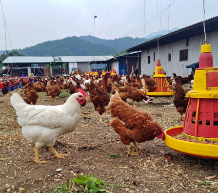 Vista amplia de granja con gallinas