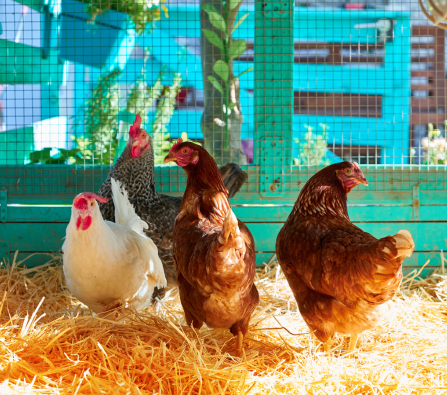 Gallinas en un gallinero iluminado